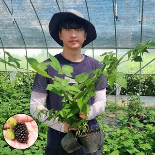 가시없는 복분자나무 묘목 블랙베리 산딸기 슈퍼복분자나무, 블랙베리가시없는복분자 포트