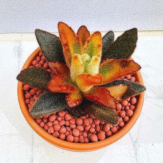 농장직송 산아래 다육이 생명력최고 키우기쉬운 공기정화 전자파차단 하월시아 흑토이 다육 식물 선인장 1개 럭셔리 상품 이미지