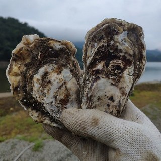 통영 석화굴 브러쉬세척 당일조업출하, 석화굴10kg(4인분), 1박스 생굴