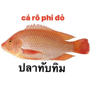 피시 스넥 바비큐향 앤 스파이스맛