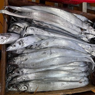 국내산 제주 정품 은갈치 가격 파괴했습니다. 20팩 1.1kg 내외 29 900원, 20개