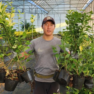 [키움농원] 왕 블루베리나무 묘목 매도우락 3년생 극대과 맛우수 품종, 왕 블루베리나무 매도우락 3년생