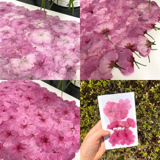 겹벚꽃 핑크벚꽃 드라이플라워 벚꽃나무, 1개