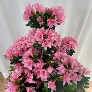 방울철쭉 기리시마 온정원 공기정화식물