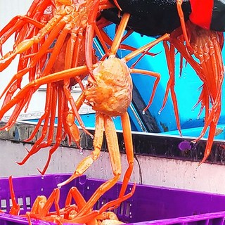 [특품] 후포리 자숙홍게 3kg[6~9미]_다리/몸통수율 80%이상, 1개