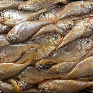 남도 신안 생물 황석어(깡다리) 3kg, 1개