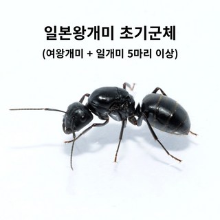앤트킹 여왕개미 관찰 키트