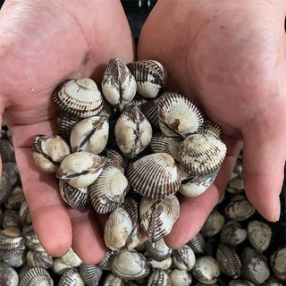 남해안 새꼬막 기본, 1개, 국내산 벌교 새꼬막1.5kg 중품
