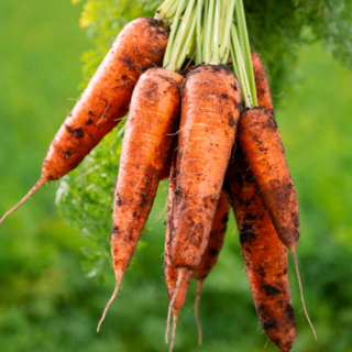 달큰 아삭 제주 구좌 당근