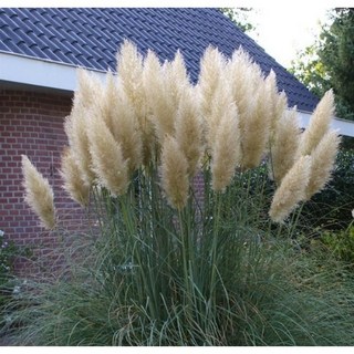 2. 왜성종 팜파스그..