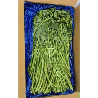 알뜰농장 국내산 싱싱 돌 미나리 작업 배송 최상품 1kg/4kg내외, 4kg, 1개