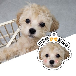 얼굴 주문제작 반려동물 인식표 강아지 고양이 사진 각인 네임택 이름표 하네스 체인 키링, 1개, 사진전송