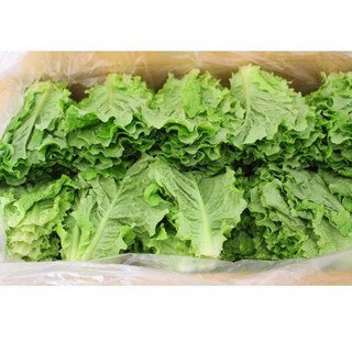 청상추 4kg 자연대로팜웨이