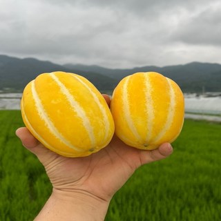 [산지직송 고당도] 바밭 성주참외 중소과 선물용, 1개, 중소과 3kg(9-15과)