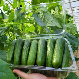 그린몬스터즈 미니오이 1.5kg 20개 내외 [산지직송] 스마트팜, 1개
