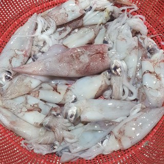 [어민살리기] 국내산 생물 급냉 총알한치 500g(10마리 내외), 1박스, 1kg (500g 10마리 내외x2팩)