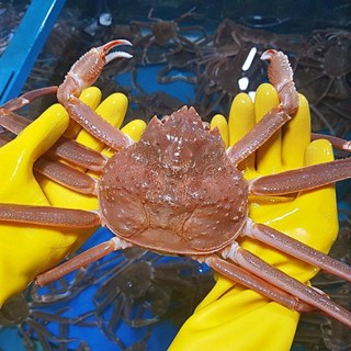 노을수산 영덕대게 박달홍게 수입대게, [05]국산대게 2kg(5~6마리), 1세트