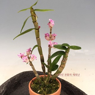 재희난 구희, 1개