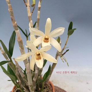 재희난 명보, 1개