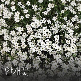 엠코리아안개꽃-추천-상품