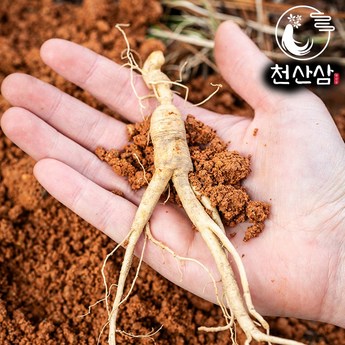 장뇌삼묘삼-추천-상품