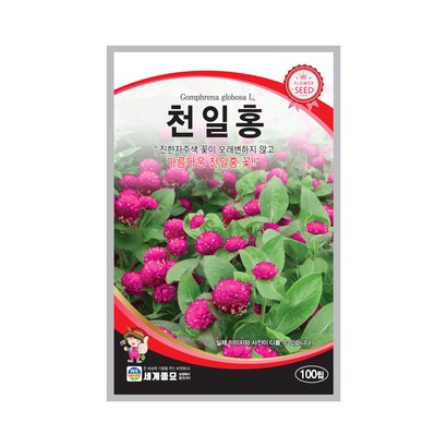 모칸도 세계 천일홍 꽃씨 100립