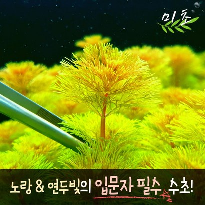 [미초] 암브리아 수초 15촉 / 치어 수초 / 초보자 수초 / 구피 수초