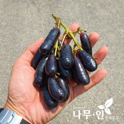 [나무인] 블랙사파이어 접목묘 리뷰후기