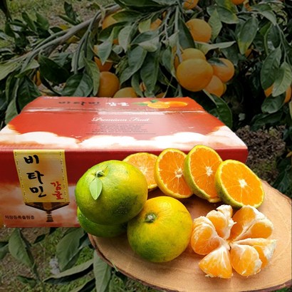 [제주직송]제주 조생감귤 노지감귤   특품 리뷰후기