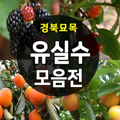 [경북농원] 유실수 나무묘목 종합모음전 리뷰후기