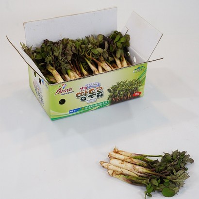 [옐로먼트] 해풍맞은 자연산 보물섬 남해 산지직송 향긋한 봄나물 땅두릅  / 햇 노지 두릅 리뷰후기
