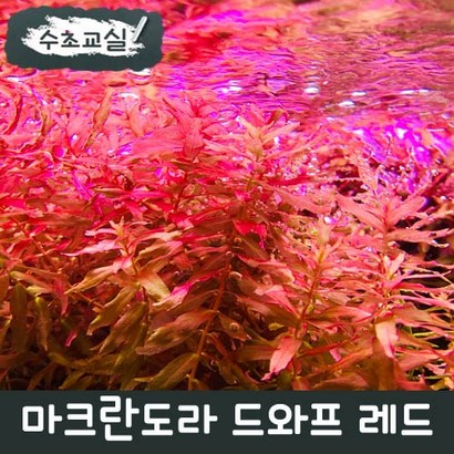 [수초교실] 붉은 수초 로타라 마크란도라 레드 스몰리프 3촉 리뷰후기
