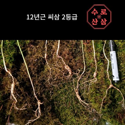 [수로] 산삼 12년  씨삼 15뿌리 1개 - 인삼/수삼/장뇌삼 리뷰후기