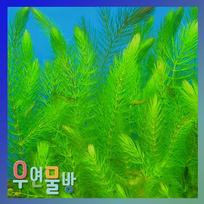 [우연물방] 마츠모 10촉 수초 어항용품 어항수초