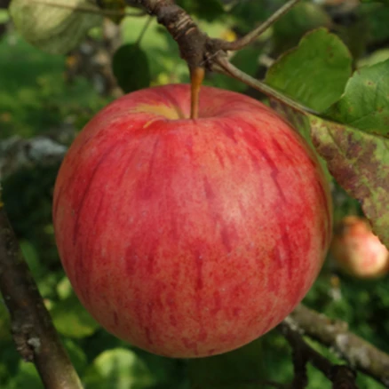 [16brix]달달한 청송사과 꿀사과 부사 사과, 1개, 5kg