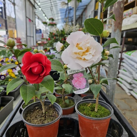 동백 향동백 서향동백 겹동백, 1개, 서향동백 겹동백(분홍)