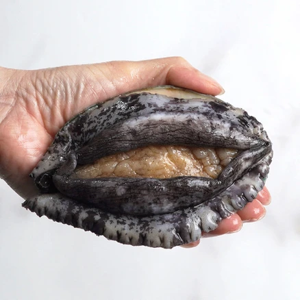 완도사랑 싱싱할 활 전복 1kg, 1박스, (중전복) 17-19미 (손질칼 증정), 1kg