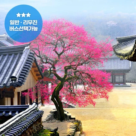 [전남] 구례 화엄사 홍매화+5일시장+구례산수유꽃축제 당일여행(리무진 선택가능) / 서울경기出