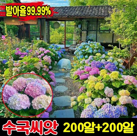 [생존율&발아율99.99%] 50/100/200알 수국 모종 씨앗 수국화 꽃씨앗 종자 아나벨 수국 묘목 나비 수국 가든플라워 내음성 내열성, 8세트