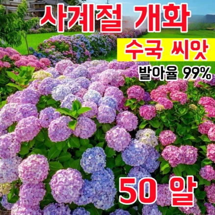 [발아율 99%] 사계절 개화 수국 씨앗 초장기 개화 대형 꽃다발 정원 베란다 초보자 친화적 재배, 50개