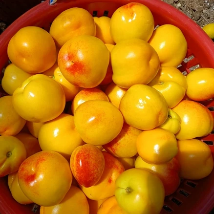 (예약구매)황귀비유도 복숭아 망고향 하우스 털없는 신비 복숭아 1.5kg, 1박스, (예약구매)1.5kg(17과내외)