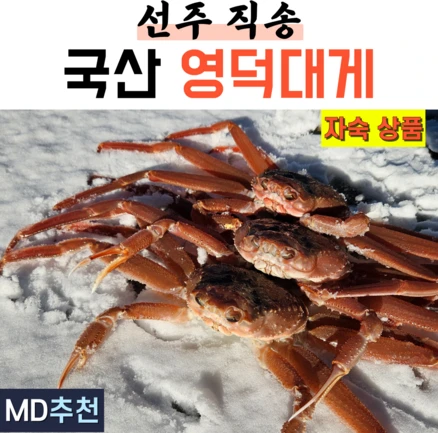 국산 영덕대게 자숙 구룡포 포항 울진 게 대개 3마리 5마리 제철, 1박스, 대 10~10.5cm 3마리