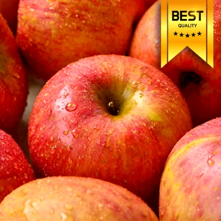 [재구매율94%] 16brix 달콤아삭 청송사과 부사사과, 1개, 2kg 로얄가정용(랜덤과)