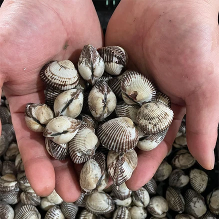 남해안 새꼬막 기본, 1개, 3kg