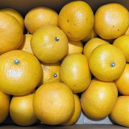 [MD추천] 제주자몽이라 불리는 달콤상큼한 제주하귤, 1박스, 10kg