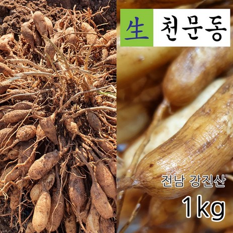 국산 전남 강진 남해안 5년근 생천문동 1kg 당일채취 생산자 직판, 1개-추천-상품