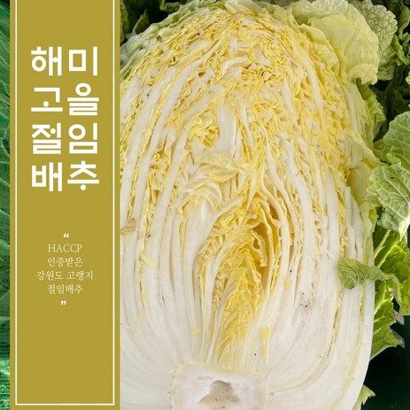 HACCP 인증받은 강원도 고랭지 절임배추 10kg 20kg / 최서방 절임배추 / 해미고을 절임배추 / 지정일 배송 가능 / 빠른 배송 가능-추천-상품