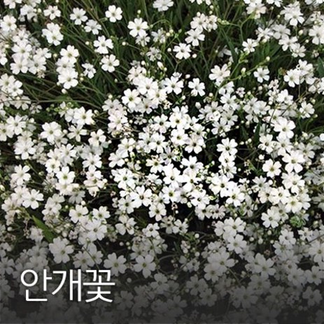 코리아팜 안개꽃100g, 1개-추천-상품