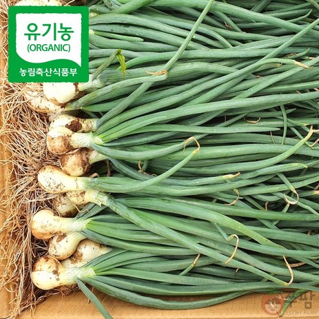 쭈팜 유기농 줄기양파 산지직송 잎양파, 1박스, 10kg-추천-상품