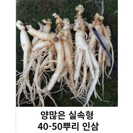 못난이 작은 파삼 세척못난이 40-50뿌리 금산인삼 수삼 파삼 가정용, 1kg 45-55뿌리세척 (0) +못난이대추(30g), 1kg, 1개-추천-상품